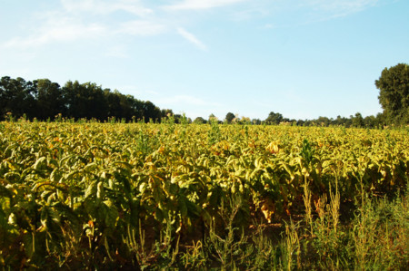 Plantación de tabaco