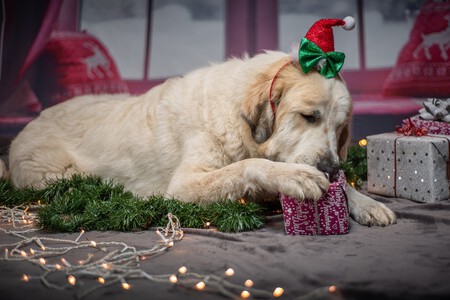Perro navidad