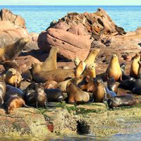 Cada vez hay más lobos marinos en playas de Baja California Sur y la recomendación es clara: no te acerques 