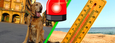 Aunque es una acción noble, ponerle agua a los perros callejeros en épocas de calor puede ser peligroso por estos motivos