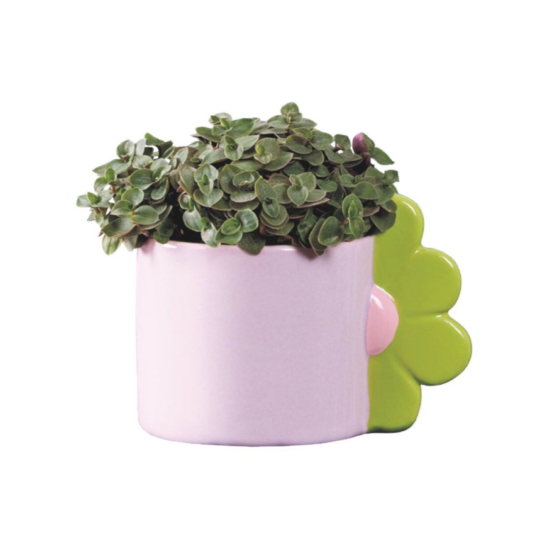 Mini planta con maceta flor