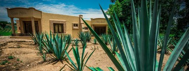 Encontraron cuatro nuevas especies de agave en México, pero algunas ya están amenazadas por la industria del mezcal 