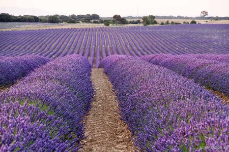 Campos Lavanda Sin Turistas Desconocidos