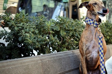 Los perros más hipster se preocupan por su imagen y confían en Brott modern dog 