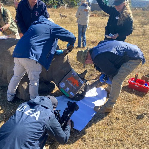 En Sudáfrica ya saben cómo parar el furtivismo en los rinocerontes: que sus cuernos sean radioactivos 