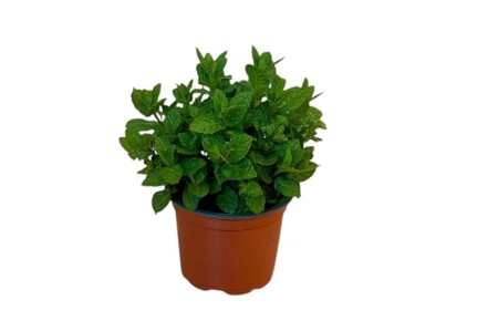 Planta aromatica Lidl