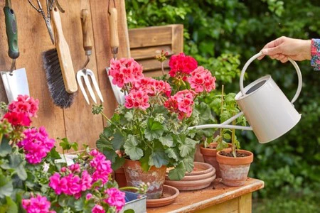 Siete consejos de expertos para cuidar los geranios del balcón, en días de calor intenso, ahorrando agua