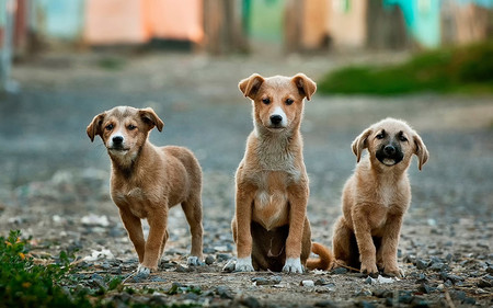 Cómo fotografiar mascotas (y II): Trucos para lograr mejores fotos de perros