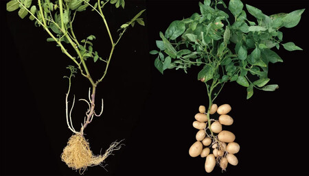 Etuberosums Potato. Créditos: (Agricultural Genomics Institute at Shenzhen/Chinese Academy of Agricultural Sciences (AGIS-CAAS)