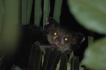 Este es el primate con más dedos: tiene doce (y es muy feo)