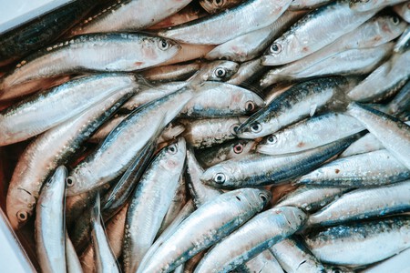 Sardina Fresca