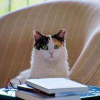 Seu gato ama ficar em cima do notebook e roteador por razões simples — mas você pode estar falhando com ele 