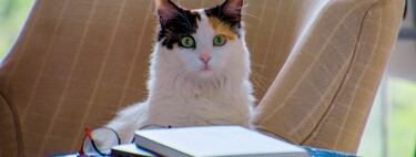 Seu gato ama ficar em cima do notebook e roteador por razões simples — mas você pode estar falhando com ele 