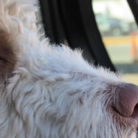 No, no dejes al perro encerrado en el coche. Puede morir