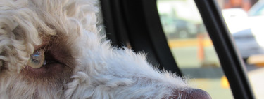 No, no dejes al perro encerrado en el coche. Puede morir