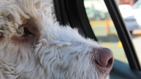 No, no dejes al perro encerrado en el coche. Puede morir