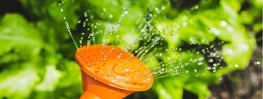 Los jardineros coinciden: estos son los mejores trucos para que las plantas no se mueran en vacaciones 