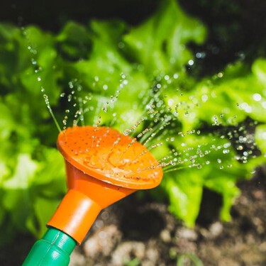 Los jardineros coinciden: estos son los mejores trucos para que las plantas no se mueran en vacaciones 