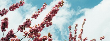 Soy paisajista, y estas plantas con flor son las que mas aguantan la sequía en nuestro jardín 