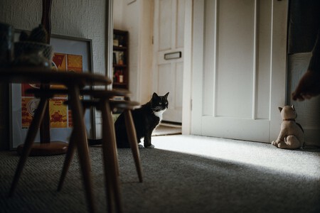 Qué piensan los gatos cuando sales de casa