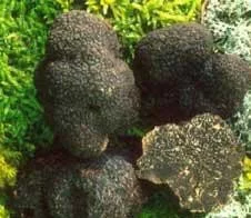 Época de trufa negra
