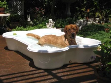 Originales piscinas para perros