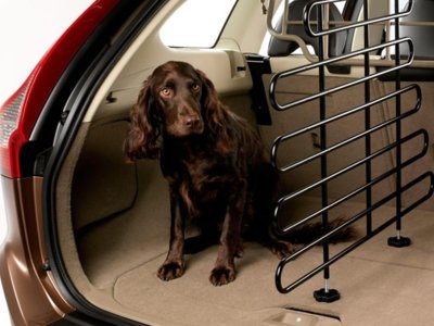 Si llevas mascotas en el coche, esta información te va a interesar mucho