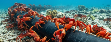 En Isla de Navidad hay 1.500 personas y 120 millones de cangrejos. Google cree que es el lugar perfecto para un nuevo cable submarino 