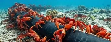 En Isla de Navidad hay 1.500 personas y 120 millones de cangrejos. Google cree que es el lugar perfecto para un nuevo cable submarino 