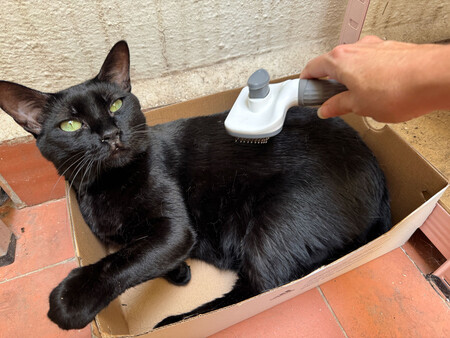 Aspiradoras Gatos