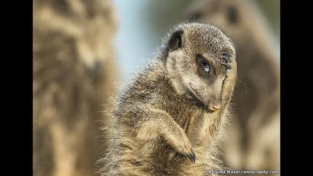 151218154703 151217150446 Tpoty Nature Bsi Sm2 Bmoser