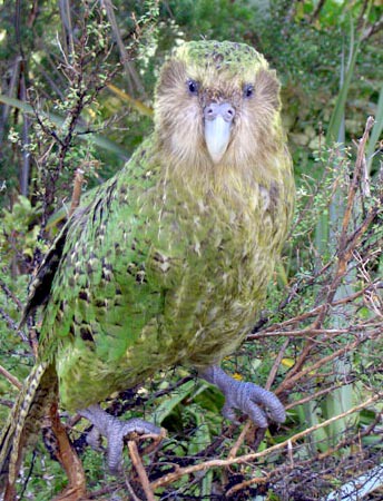 Sirocco Full Length Portrait