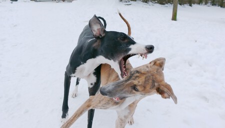 Galgo Espanol Raza 1