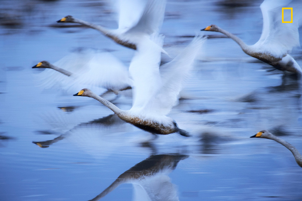 Yourshot Tpoy Nature 2nd Kano