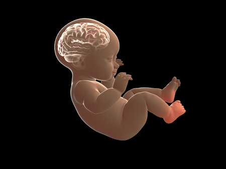 Así se decide la salud de nuestro cerebro antes y después de nacer