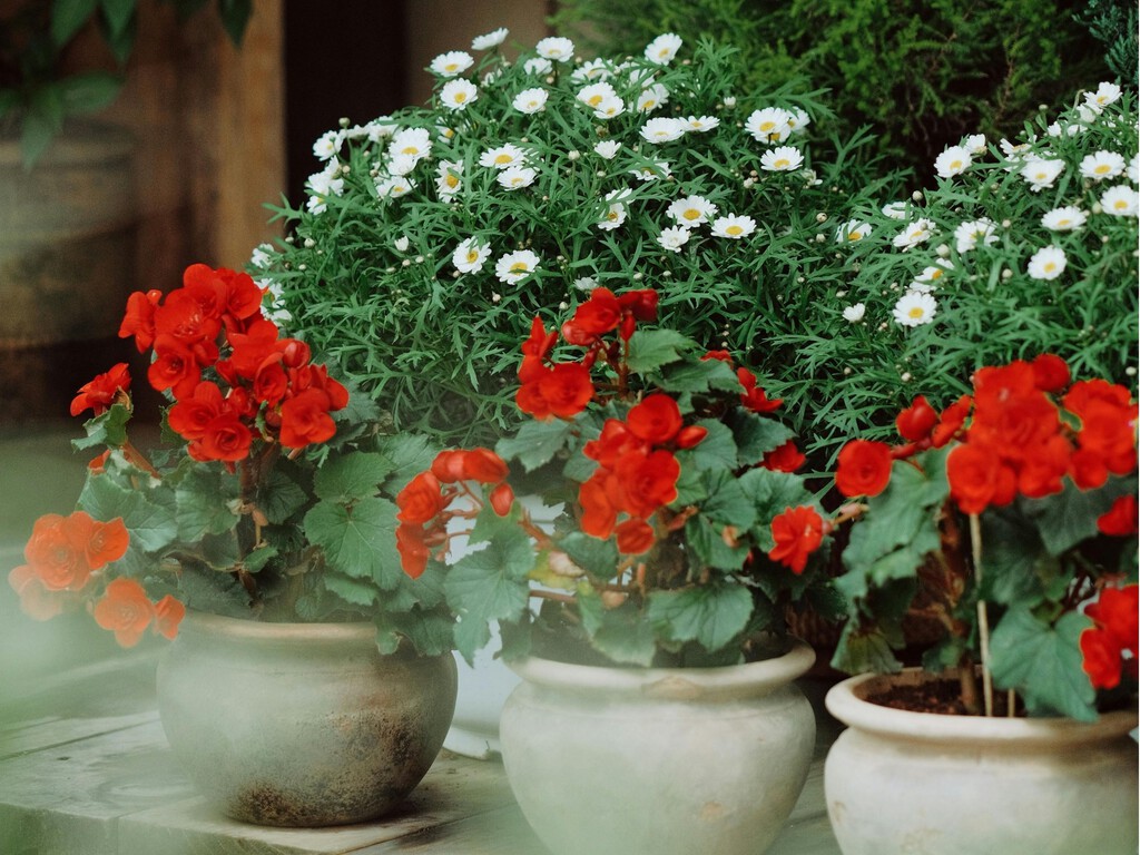 10 flores que conviene sembrar en marzo para una terraza espectacular en primavera