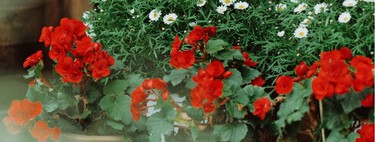 10 flores que conviene sembrar en marzo para una terraza espectacular en primavera 