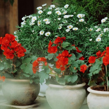 10 flores que conviene sembrar en marzo para tener una terraza espectacular en primavera