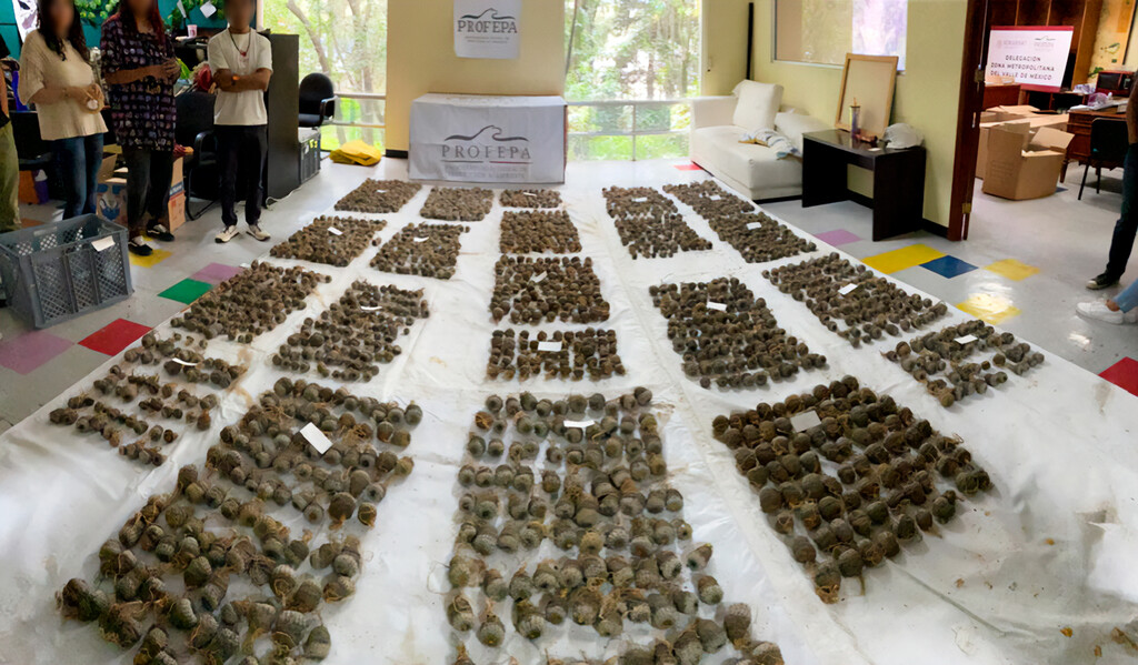 Un pequeño cactus mexicano en peligro de extinción: lo trafican como si fuera oro y la Profepa lo acaba de detectar