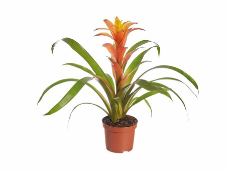 Bromelia Zoom 1