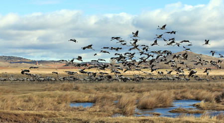 Grullas Gallocanta