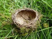 ¿Pones la casa patas arriba? Es el síndrome del nido