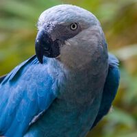 Ararinha-azul volta a ser considerada extinta, após captura de 11 exemplares 
