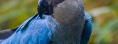 Ararinha-azul volta a ser considerada extinta, após captura de 11 exemplares 