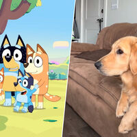 Los perros también pueden disfrutar 'Bluey', y la razón tiene que ver con cómo está coloreada la serie