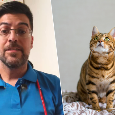 Juanjo, veterinario: "Aunque parezca una voz ridícula, tu gato capta mejor la información si le hablas como a un bebé"