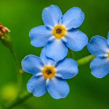 No me olvides en maceta: la flor azul pequeña ideal para departamentos pequeños