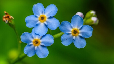No me olvides en maceta: la flor azul pequeña ideal para departamentos pequeños