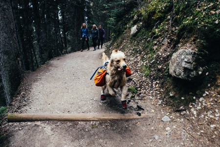 Excursiones Perros Montana Pautas Consejos