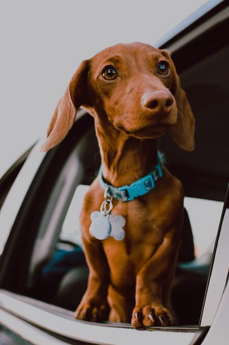 Las señales que indican que a tu perro le da ansiedad viajar